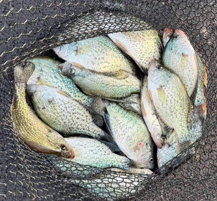 Crappie fish in the net